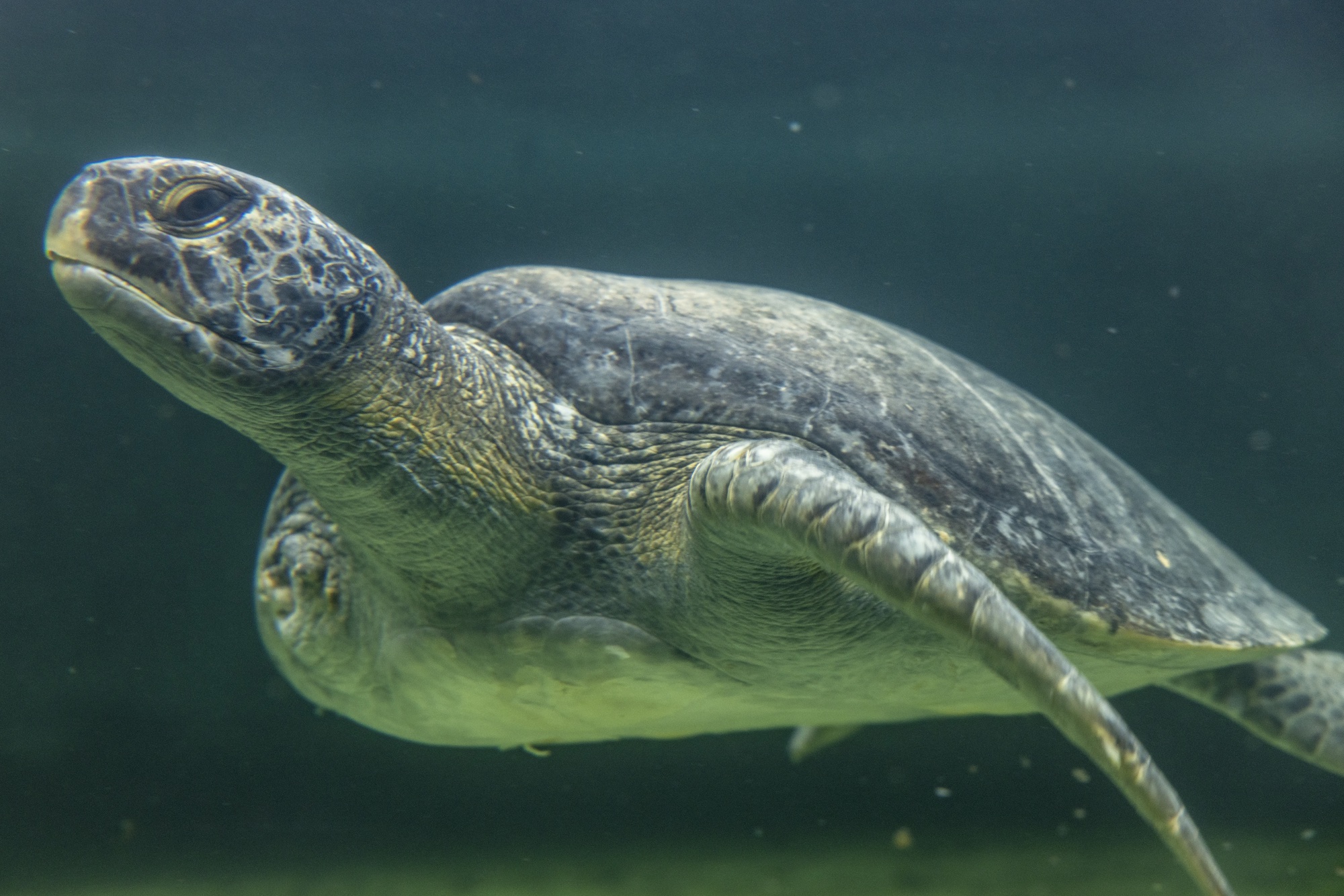 Sea Turtles Are Thriving in a Concrete River in Los Angeles